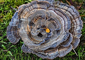 Turkey Tail Mushrooms on a Tree