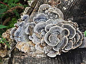 Turkey Tail polypore Mushroom in NewYorkState