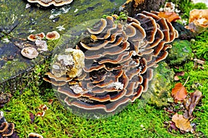 Turkey tail or Trametes versicolor in forest