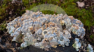 Turkey Tail Trametes versicolor mushroom growing on a decaying stump. A cluster of vibrant blue and yellow mushrooms growing in photo