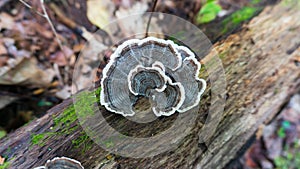 Turkey Tail Trametes versicolor mushroom growing on a decaying stump. A cluster of vibrant blue and yellow mushrooms growing in photo