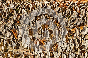 Turkey Tailed Bracket Fungi