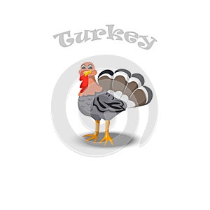 Turkey for thanksgiving Celebration Design