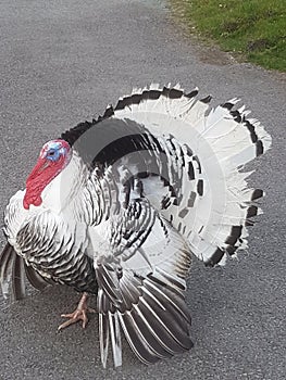 Turkey thanksgiving fowl bird strutting feathers