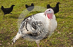 Turkey and three chickens