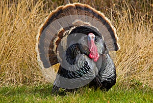 Turkey Tom