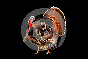 Turkey tom strutting