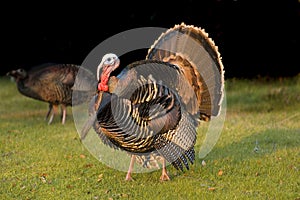 Turkey tom strutting