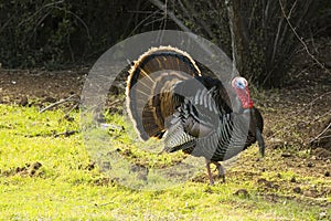 Turkey tom strutting