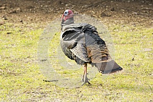 Turkey tom strutting