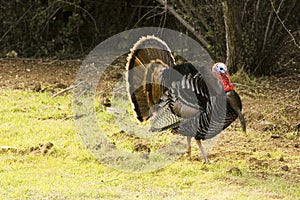 Turkey tom strutting