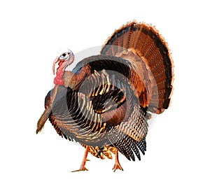 Turkey Tom strutting his stuff