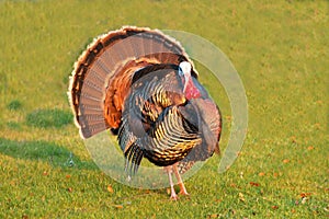 Turkey Tom strutting his stuff