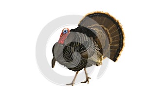 Turkey tom strutting isolated on white