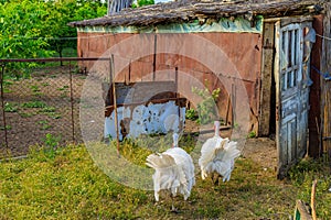 Turkey in the village. Background with selective focus and copy space