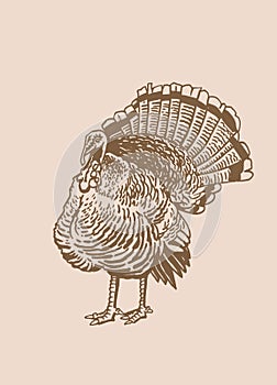 Turkey vintage illustration, graphical drawing. Sepia element for thanksgiving day