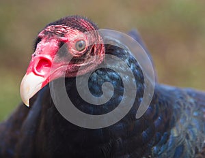 Turkey Vulture