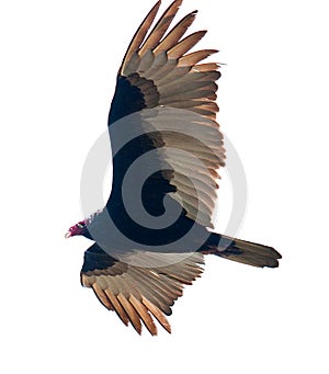 Turkey Vulture