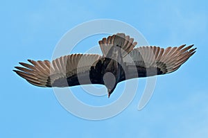 Turkey Vulture