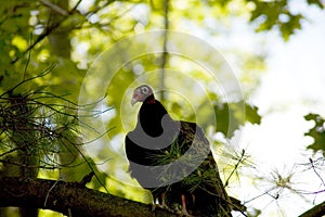 Turkey Vulture