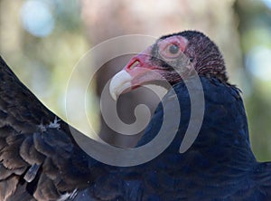 Turkey Vulture