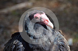 Turkey Vulture