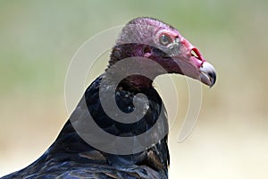 Turkey Vulture