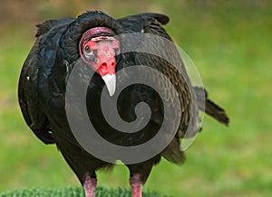 Turkey Vulture