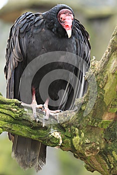 Turkey vulture photo