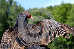 Turkey Vulture