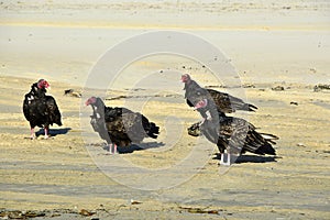Turkey vulture