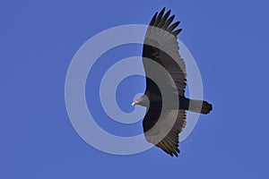 Turkey Vulture