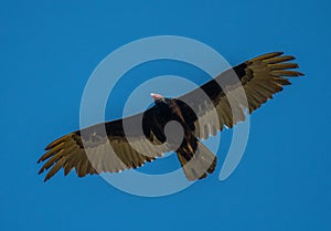 Turkey Vulture Against a Blue Sky