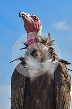 Turkey Vulture observes something intensely photo