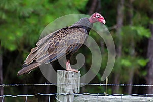 Turkey Vulture on Barbed Wire photo