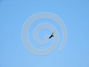 Turkey Vulture Bird in Flight with Full Wing Span on an Autumn Day in a Clear Blue Sky