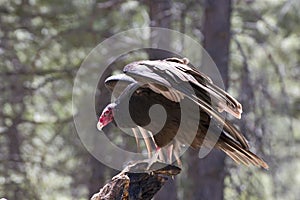 Turkey Vulture Bird Landing on Tree