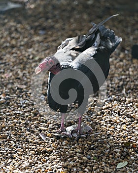 Turkey Vulture bird photo.  Turkey Vulture bird close-up profile view with its prey and foliage background