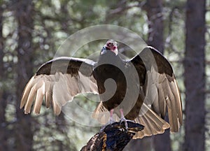 Turkey Vulture Bird Sunning On Tree