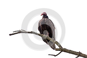 Turkey Vulture on a Branch