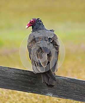 Turkey Vulture (Buzzard)