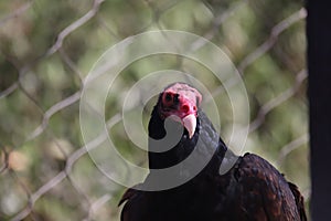 Turkey vulture Cathartes aura 1