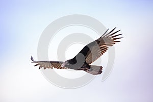 Turkey vulture cathartes aura