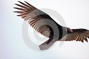 Turkey vulture cathartes aura