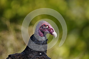 Turkey vulture, cathartes aura