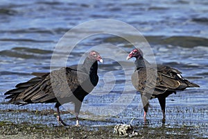 Turkey vulture, cathartes aura