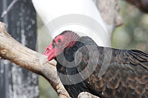 Turkey vulture Cathartes aura