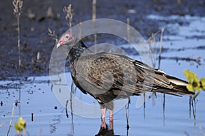 Turkey vulture, cathartes aura