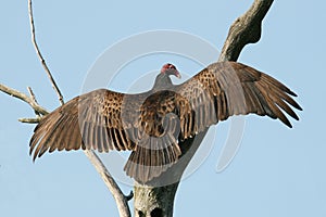 Turkey Vulture (Cathartes aura)