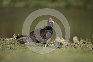 Turkey vulture, Cathartes aura